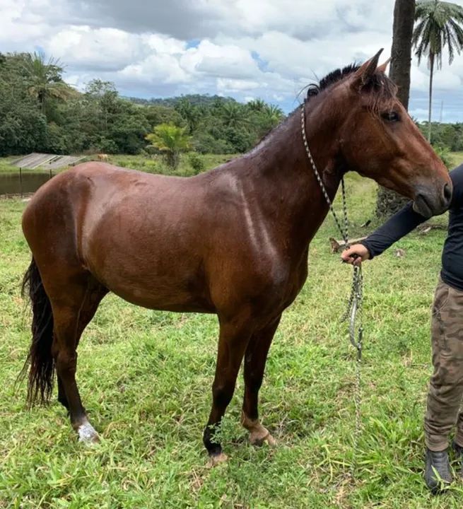 Égua meia Mangalarga  - Foto 2