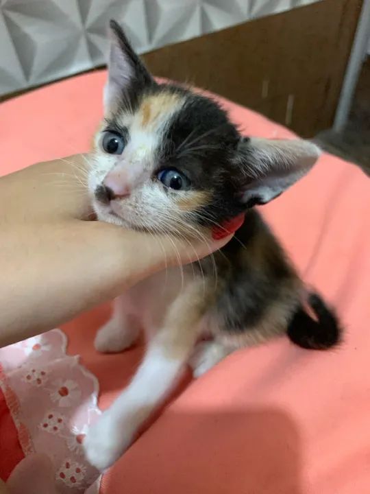 Gatinha Calico Fofinha para Adoção - Foto 5