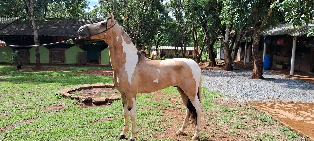 Mangalarga baia pampa marcha centro/picada - Foto 2