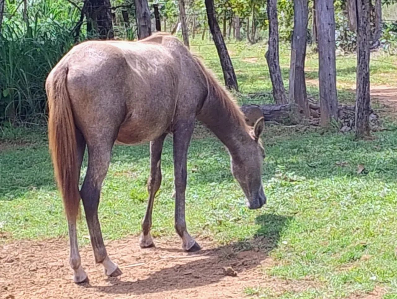 Cavalo, égua e potra. Ótimo preço!  - Foto 4