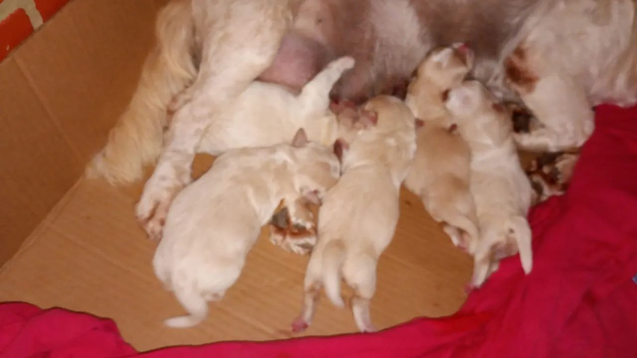 Filhotes de cachorro