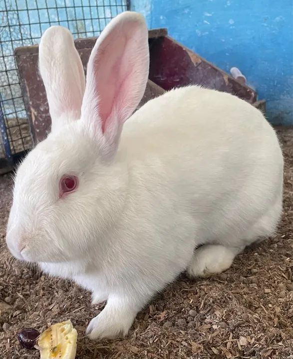 Lindos filhotes de coelhos  - Foto 6