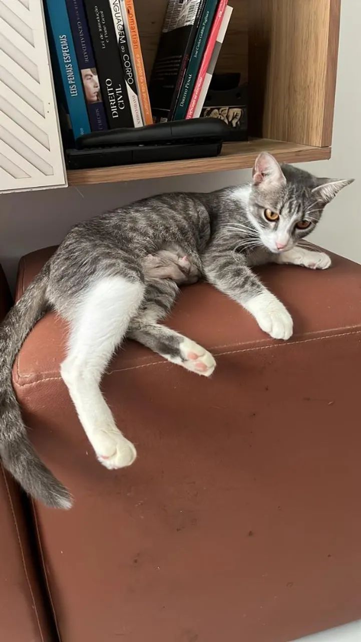 Adoção responsável  - Foto 2