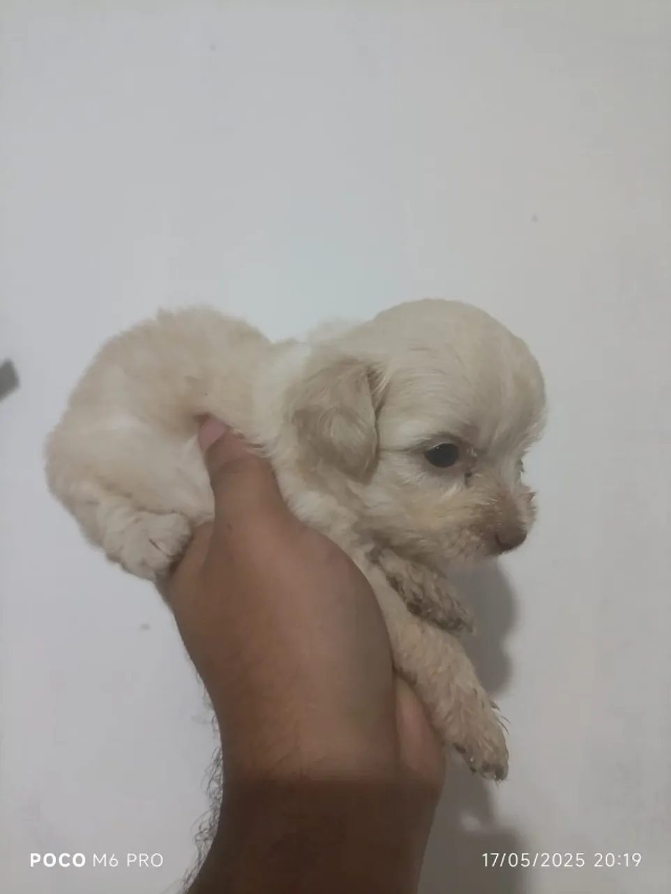 Poodle Fêmeas Puras