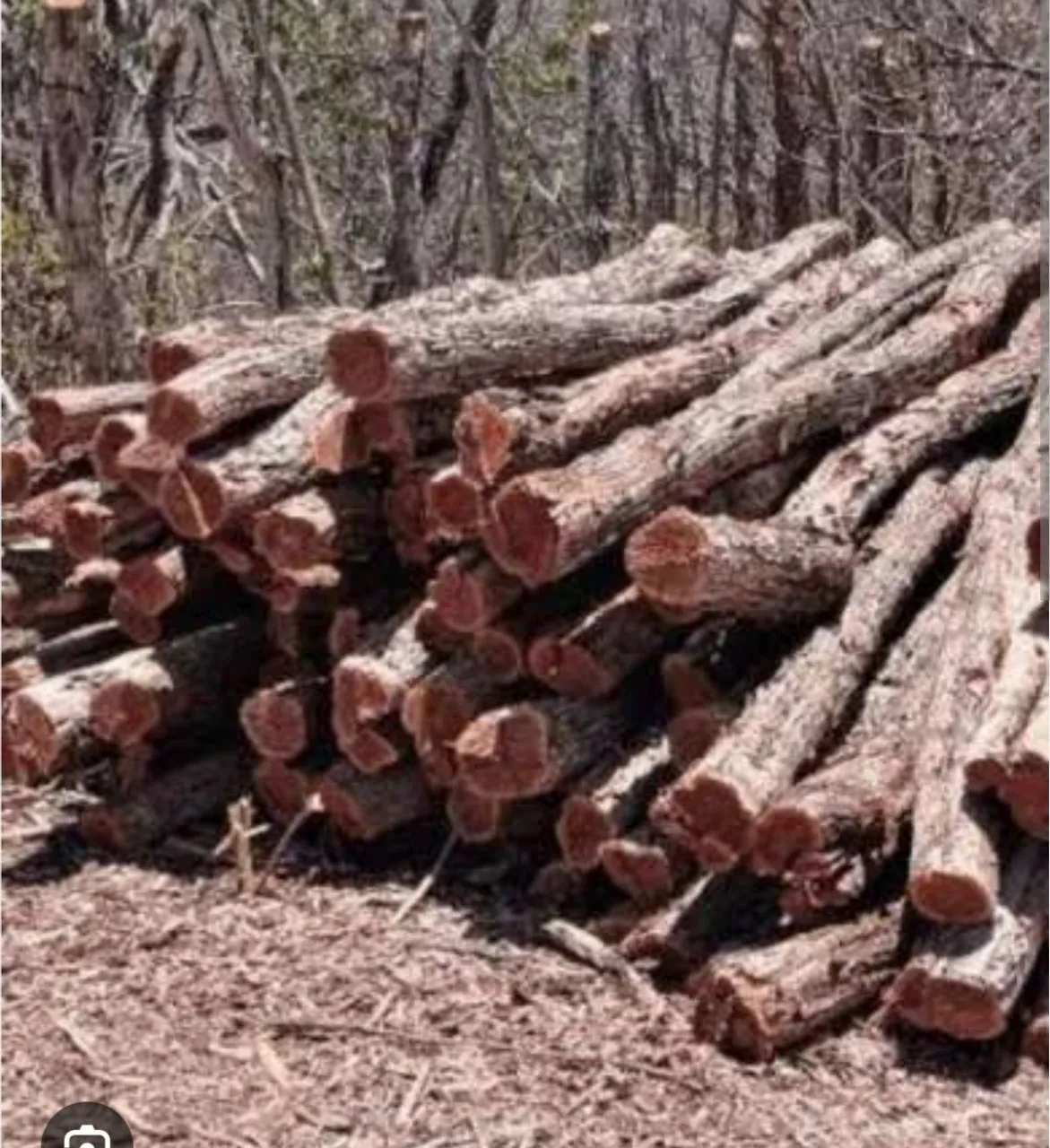 Estaca de sabia, em serraria PB
