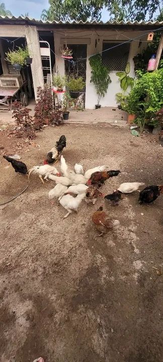 Galinhas e galos - Foto 4