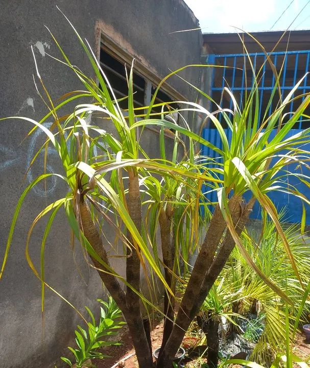 Plantas diferenciadas pra um jardins sustentável fala comigo * 