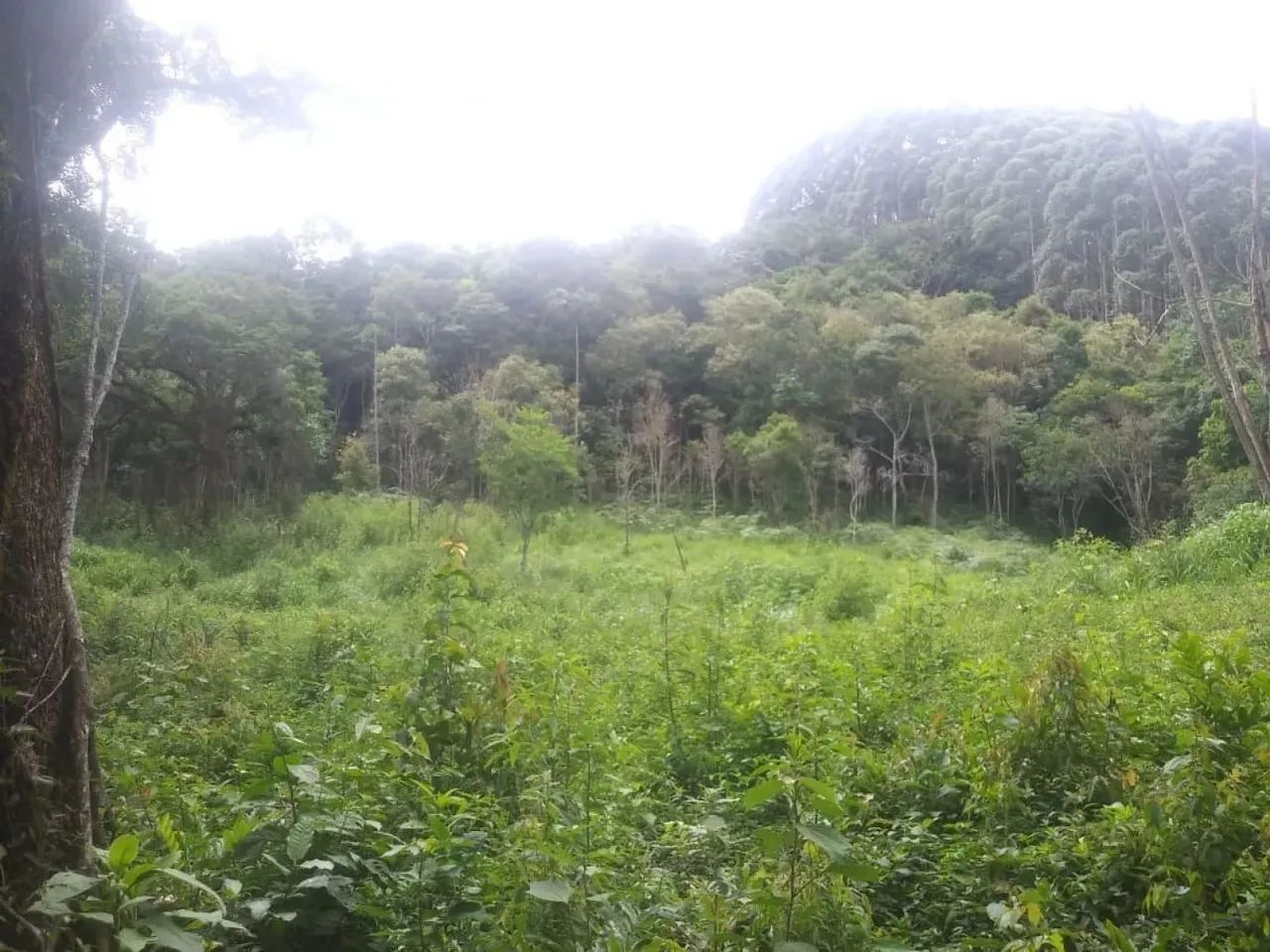 .Oportunidade única. chácara em Guaratinguetá - Foto 7