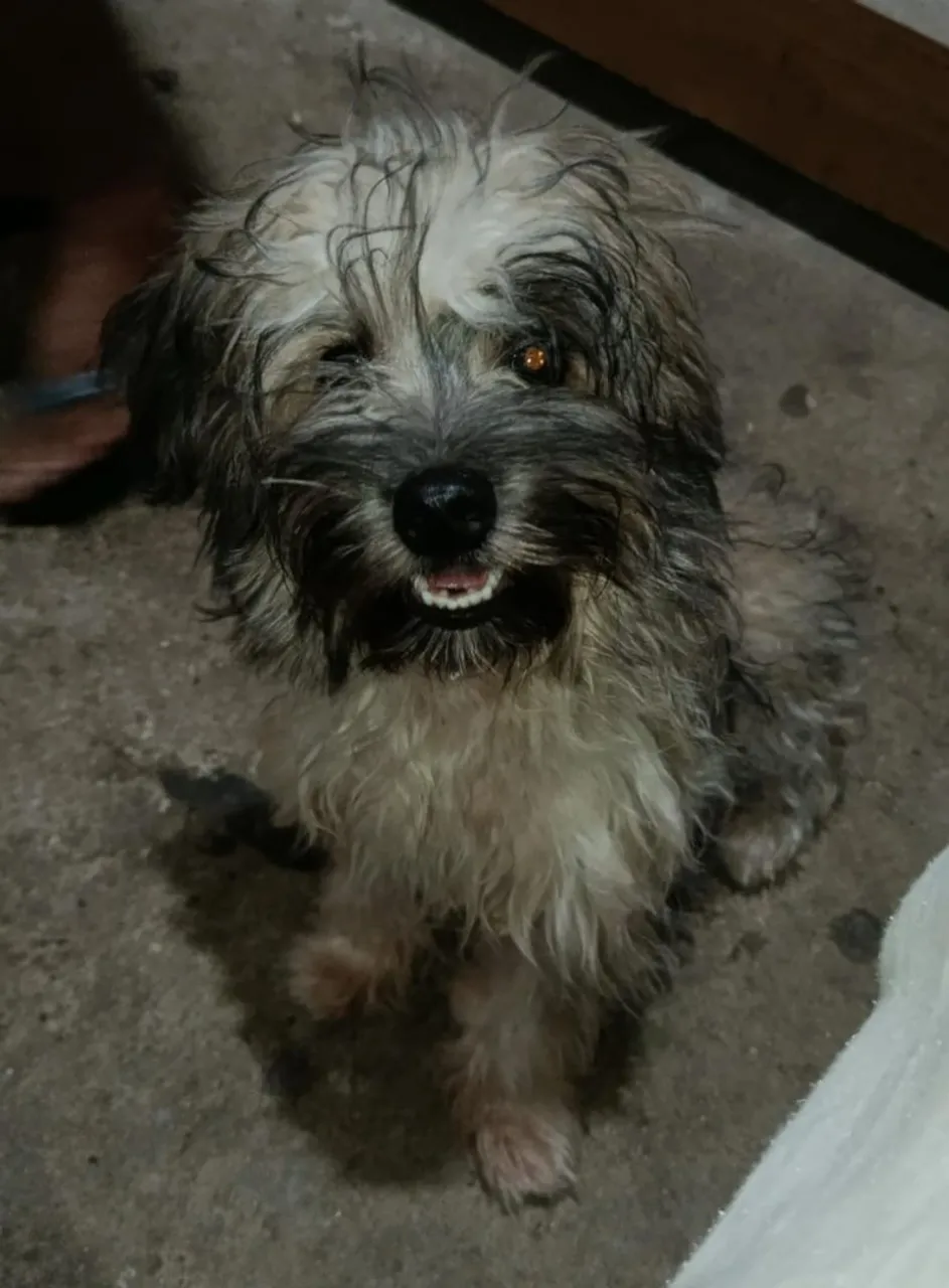 Filhote de Poodle misturado com Shih Tzu adorável e cheio de energia!