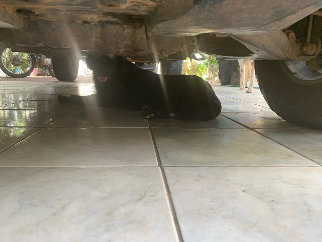 Doa- se cachorra