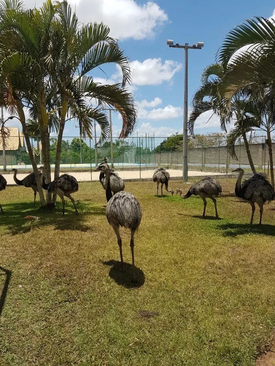 Lotes no Fazenda real  - Foto 8