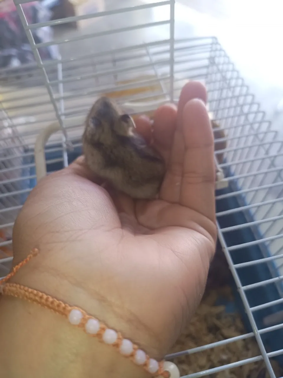 Hamster chinês
