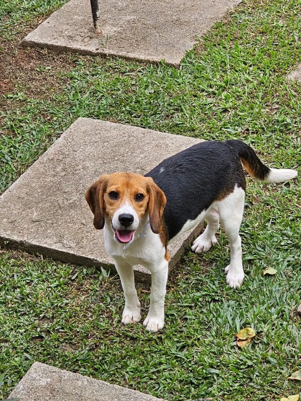 Beagle | Entrega em Foz dia 27/03