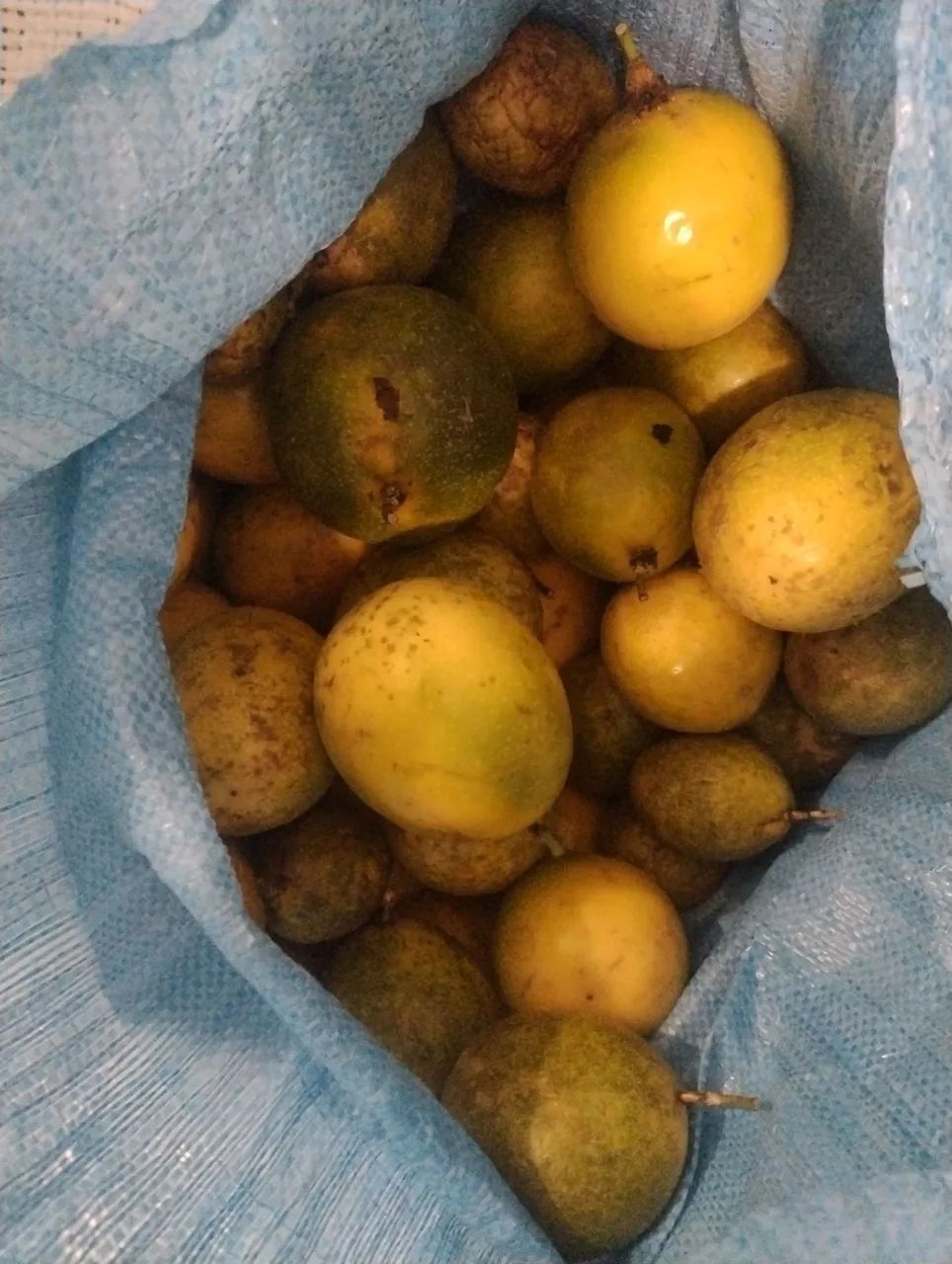 maracujá 64304354692994120