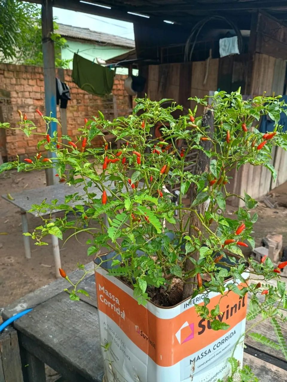 Vendo pe de pimenta malagueta, pé carregado  - Foto 2