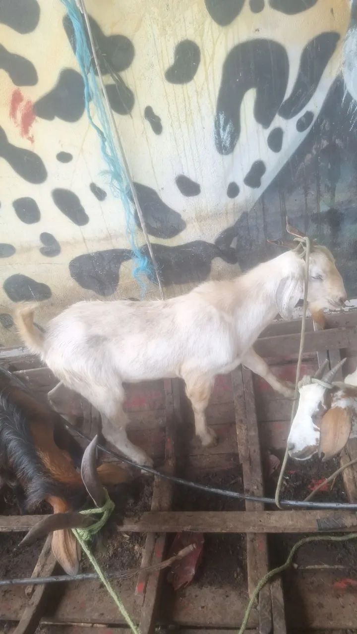 Bode e cabra - Foto 2