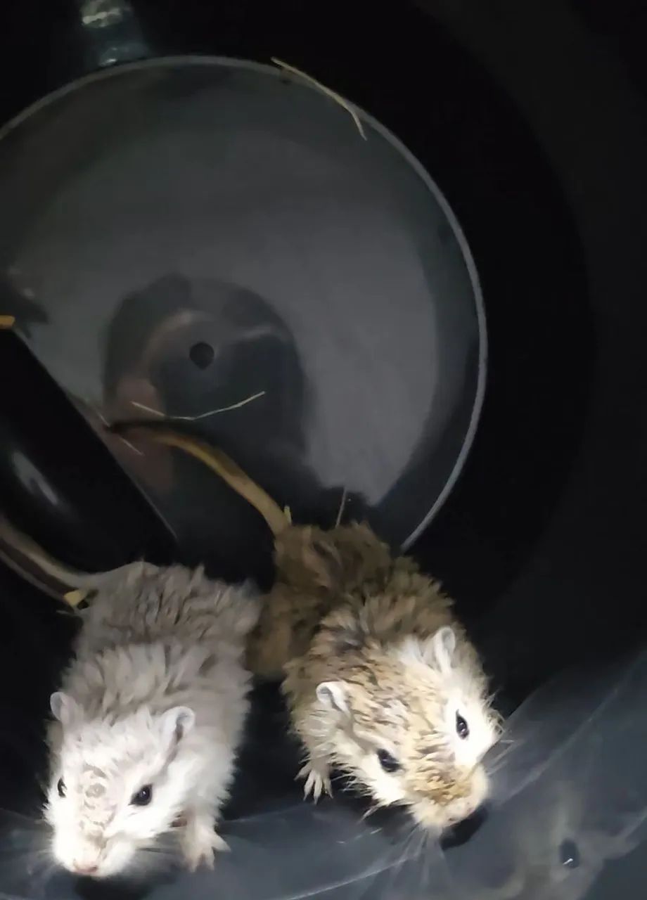Dois Gerbil fofinhos para adoção