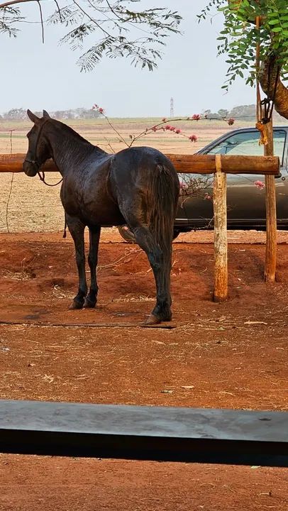Égua Mangalarga Marchador - Marcha Picada (9 anos)