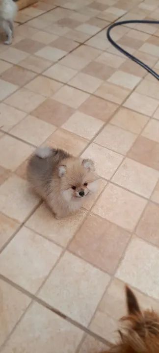 Filhote de spitz alemão anão  - Foto 3