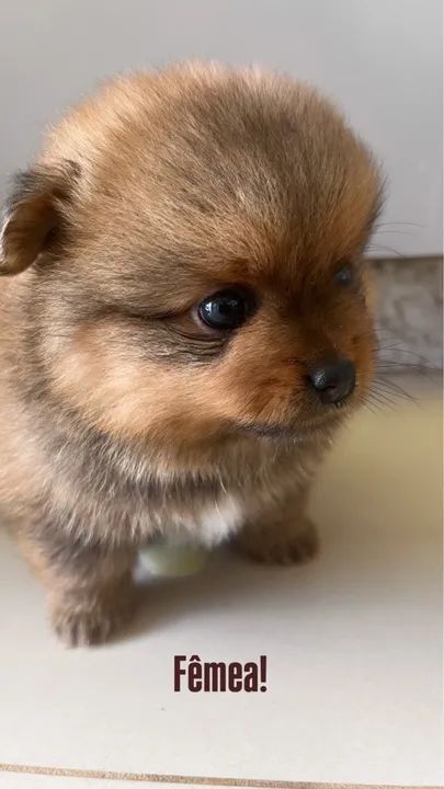 Filhotes de Lulu da Pomerânia - Foto 2