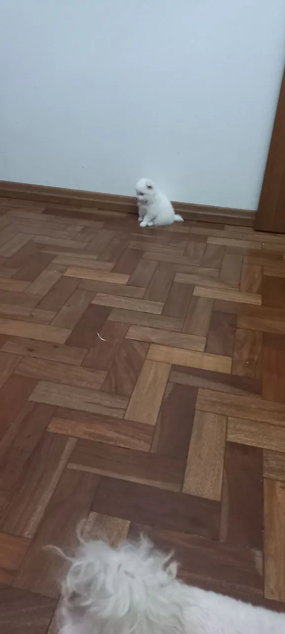 Lulu da pomerania anão minusculo