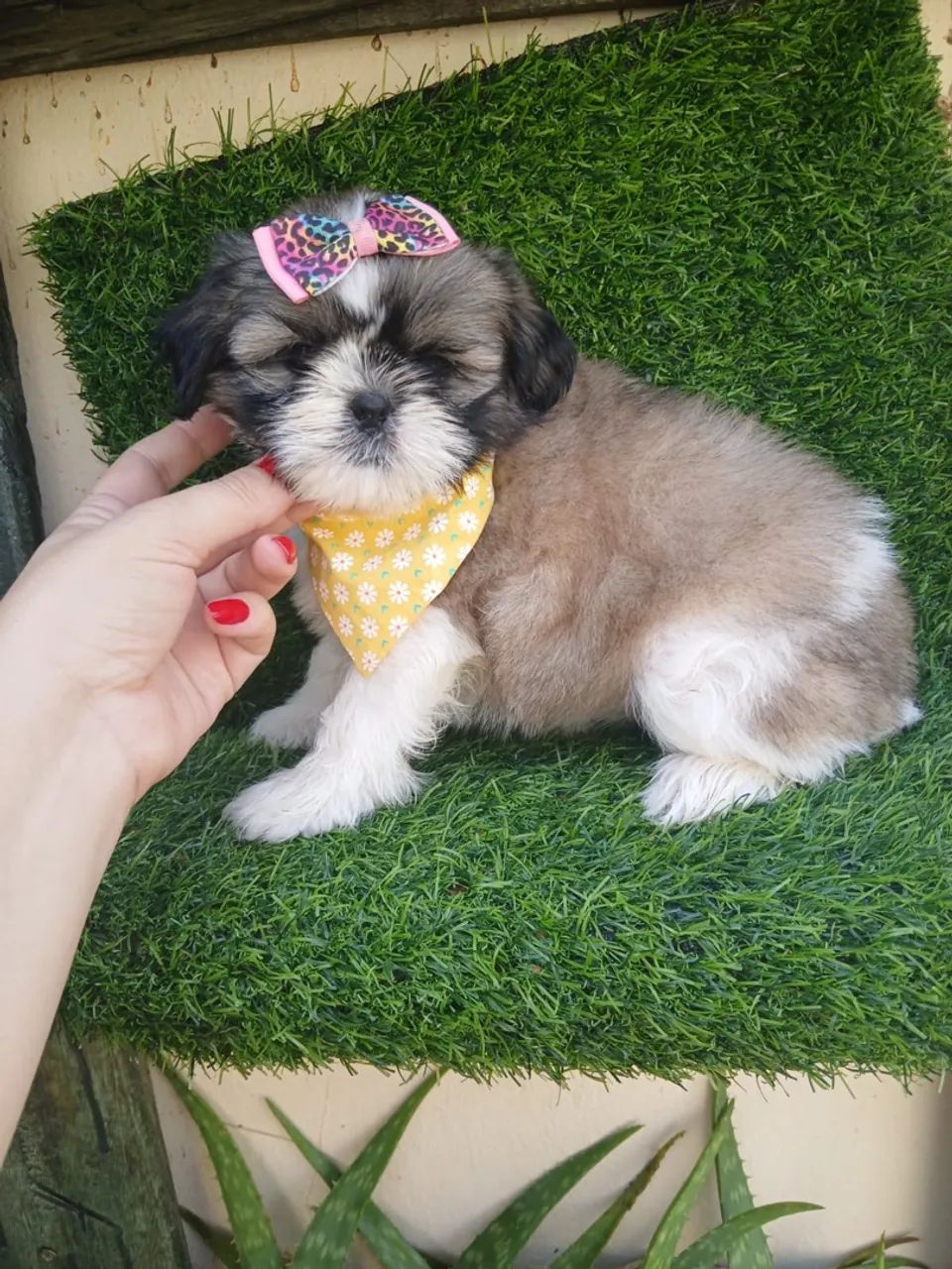 Shitzu femea mini  - Foto 3