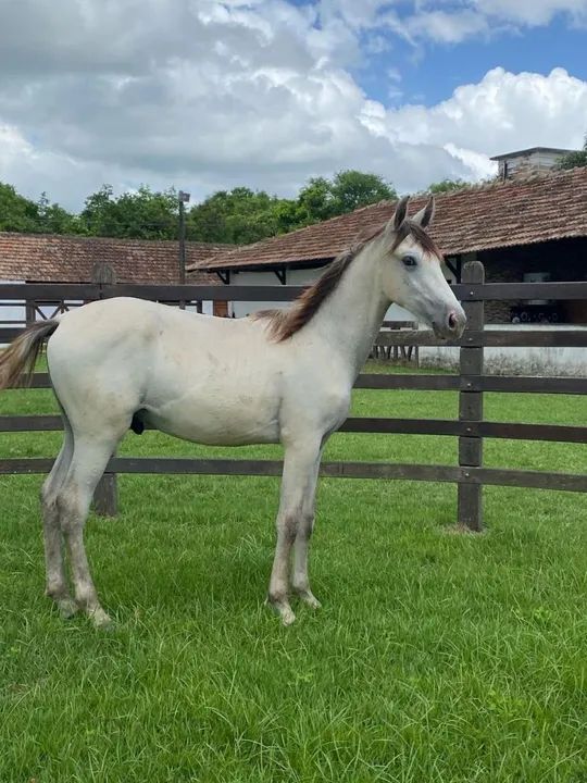 Potro Mangalarga Marchador de picado entrada mais paselas  - Foto 2