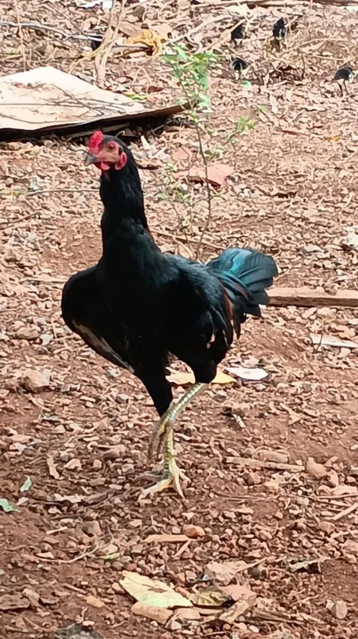 Vende-se galinha caipira, índia e indo gigante
