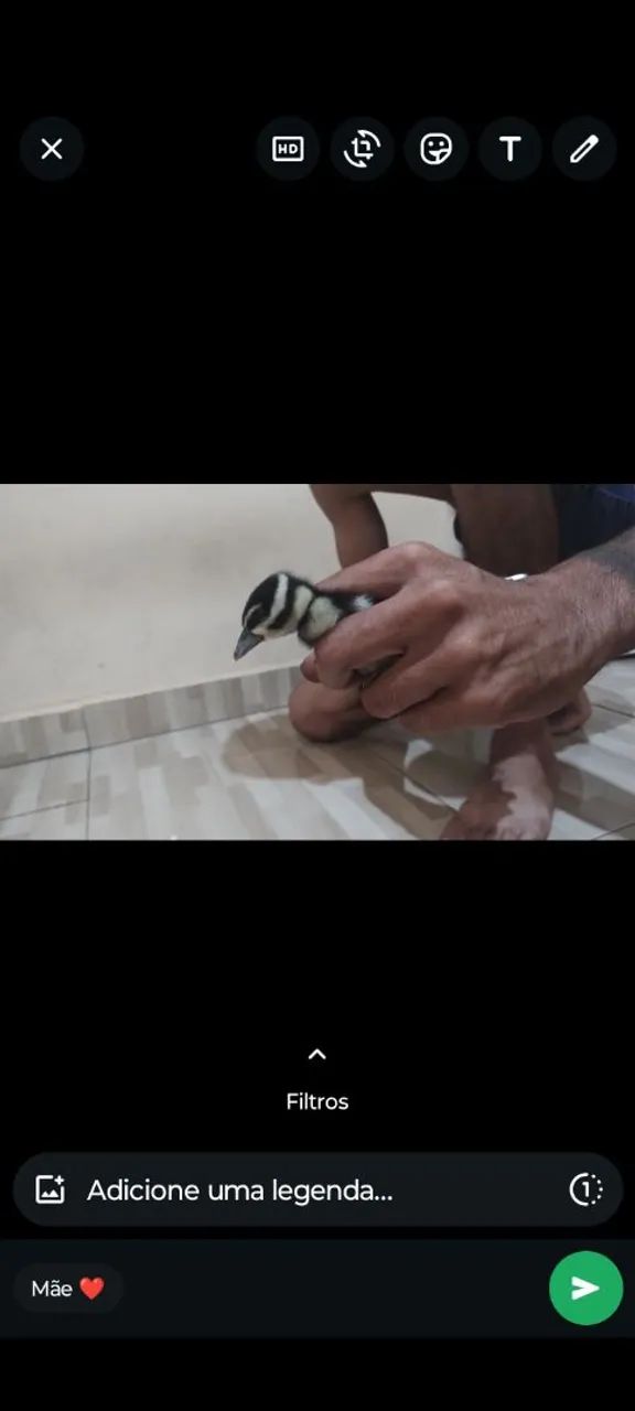  10 Filhotes de marrecos 