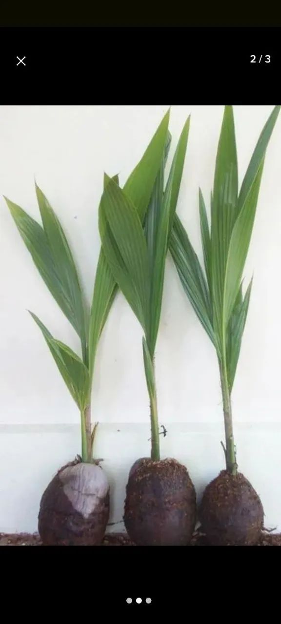 Muda de cocô64293078558977120