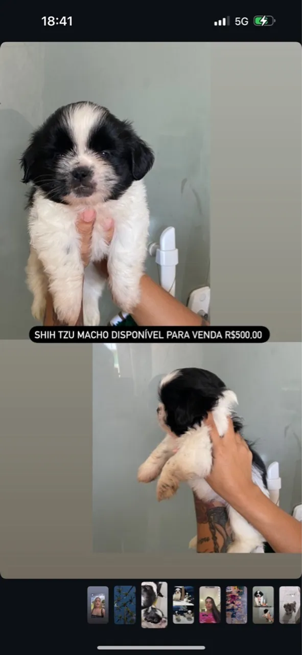Filhote Shih Tzu Macho Disponível