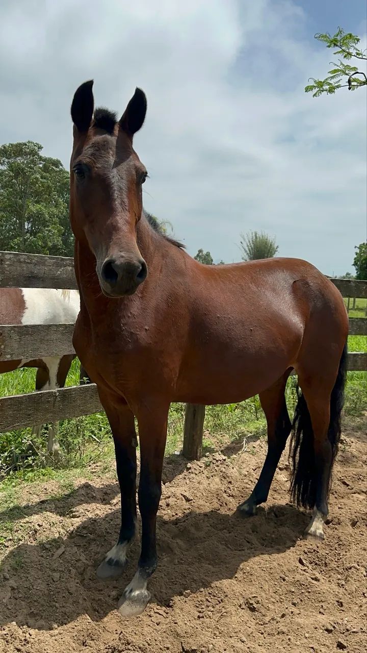 Éguas mangalarga marchador  - Foto 3