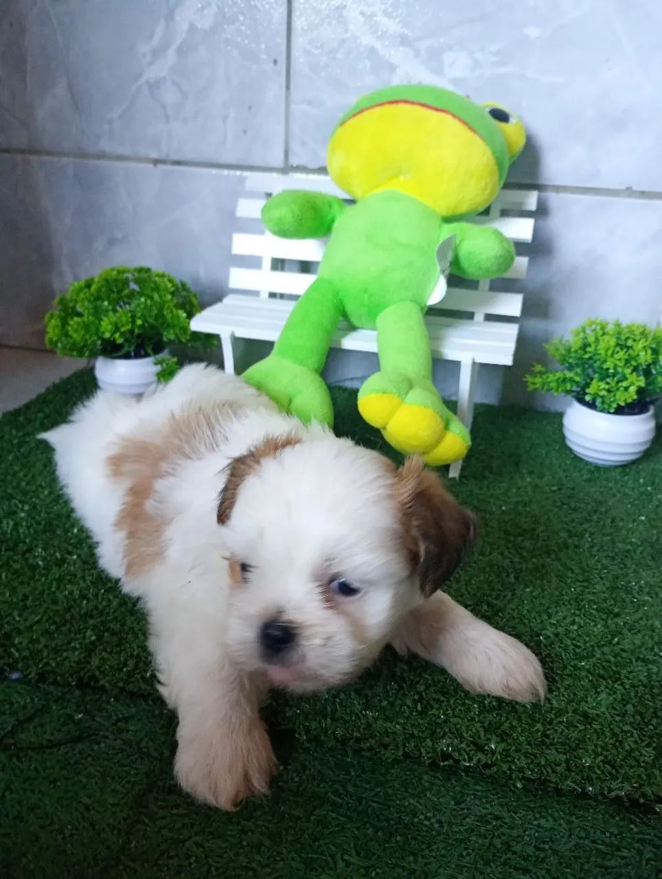Filhote Lhasa apso  - Foto 3