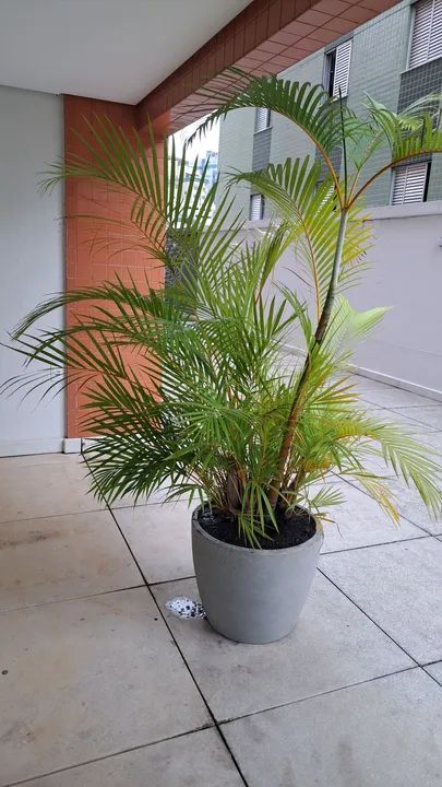 Palmeira Areca em vaso de plástico - Foto 2