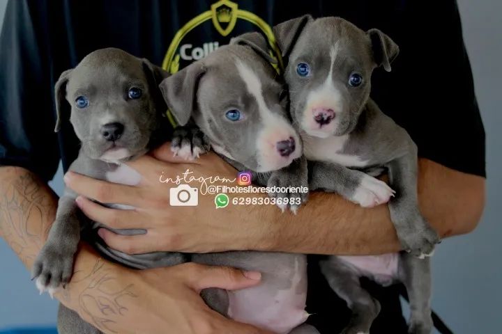  Bully @filhotesfloresdooriente  - Foto 5