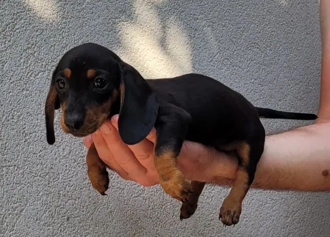 Teckel - Macho com pedigree, 57 dias-Dani