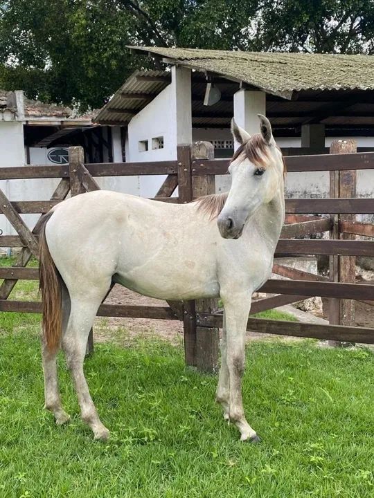 Potro Mangalarga Marchador de picado entrada mais paselas 