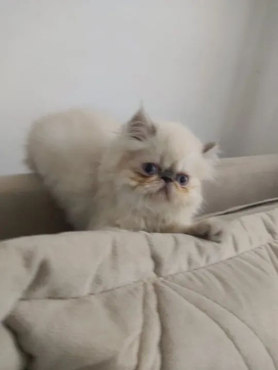 Gatinho Persa Himalaia fêmea 