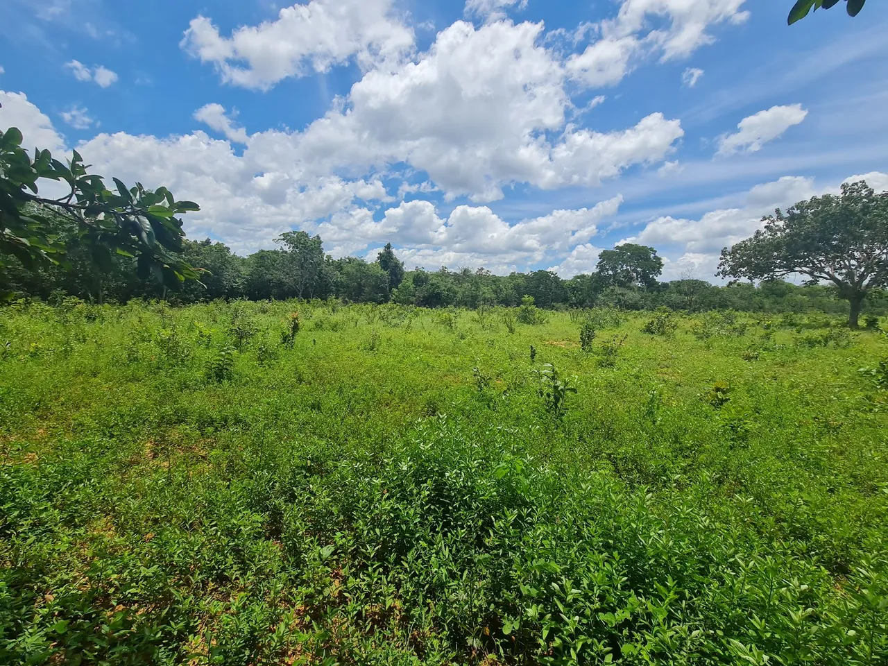 Fazenda