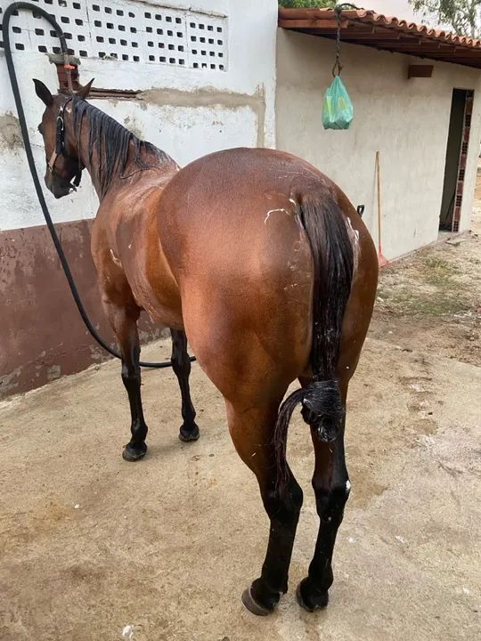 Égua de direita com papel 1/2  - Foto 3