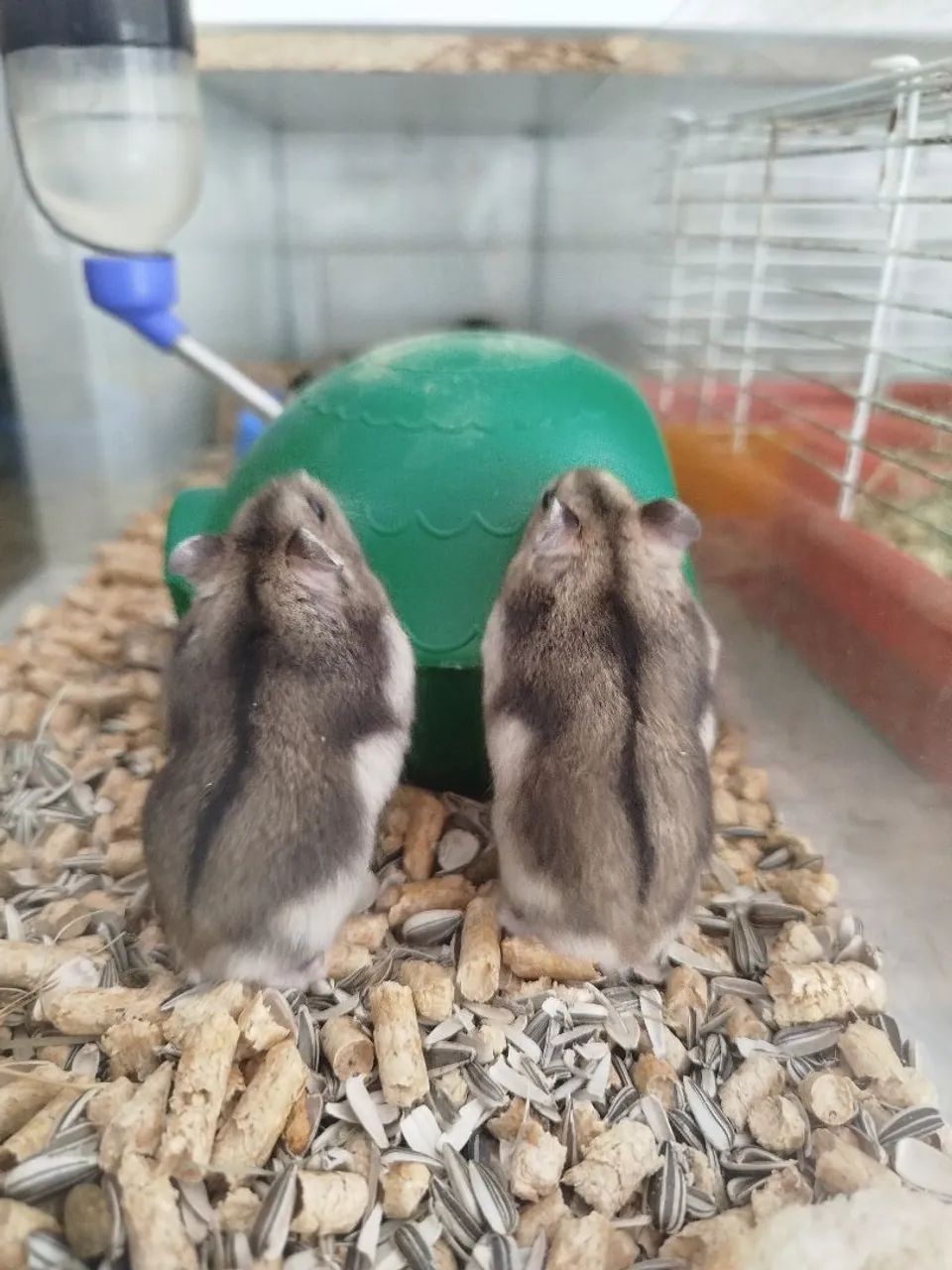 Hamster / Ramster64167789284097124