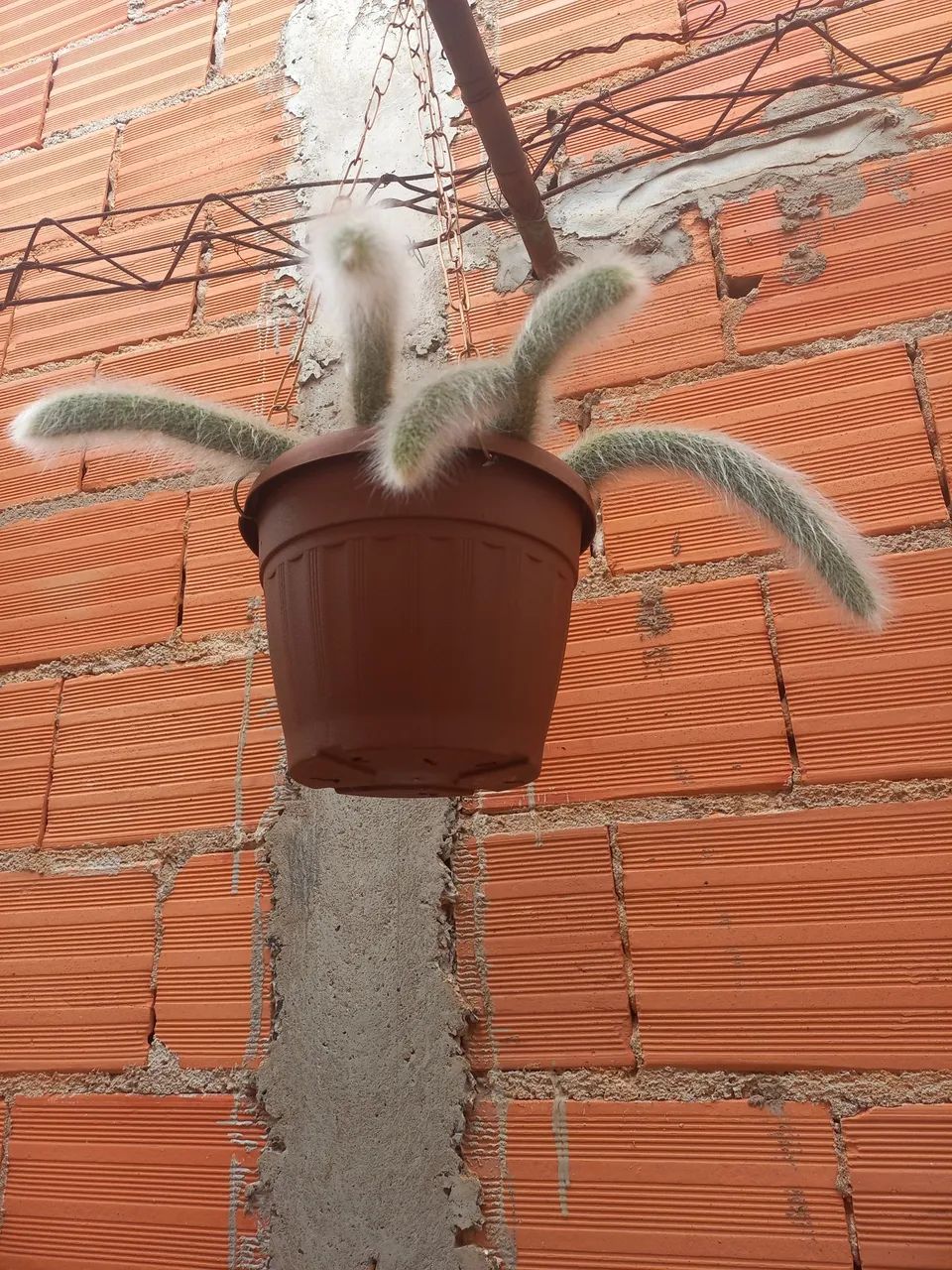 Conjunto de Plantas para Decoração - Foto 5