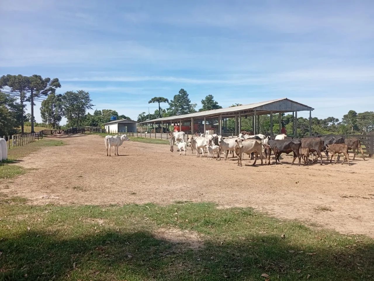Fazenda 113.8  alqueires  - Foto 5
