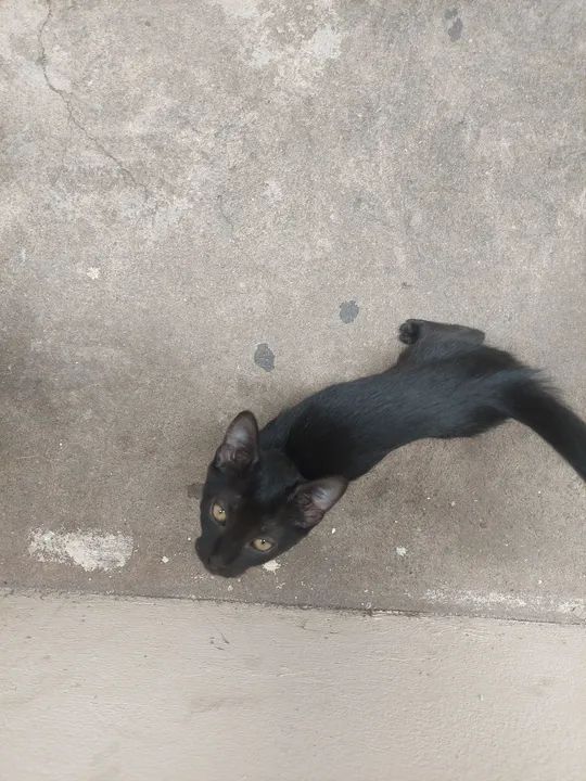 Gatinha Preta Adorável para Adoção - Foto 3