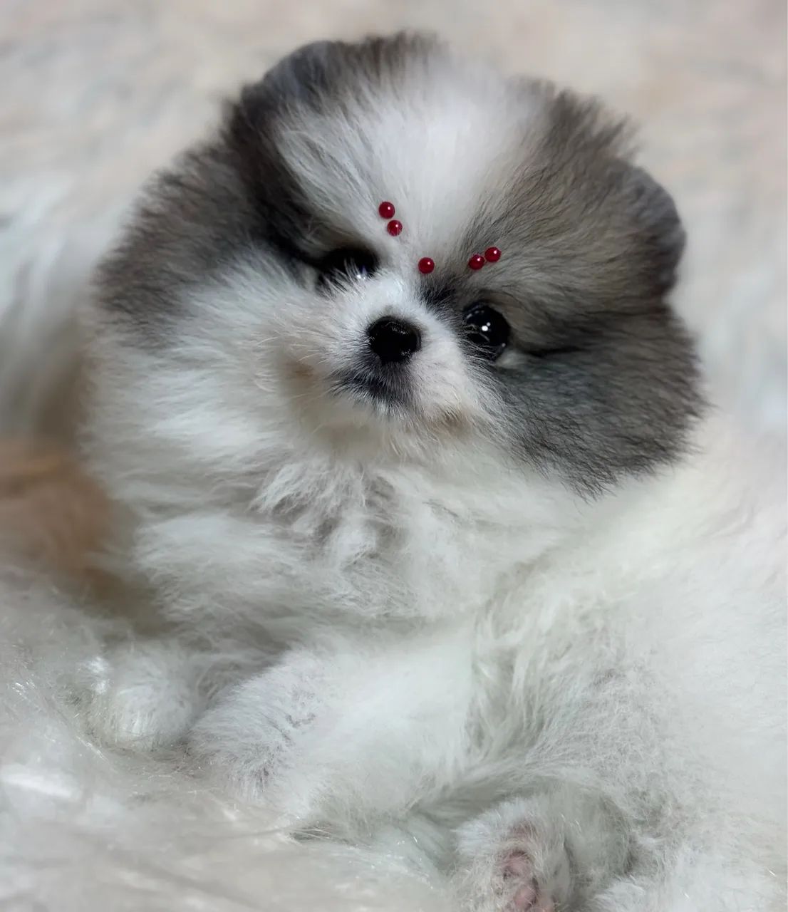 Lulu da Pomerânia anão fêmea ursinho ambulante Cachorros Nova