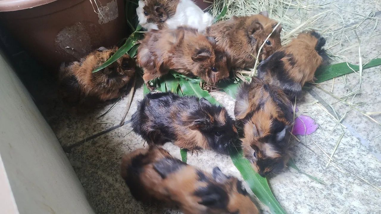 Vendo porquinhos da índia  - Foto 4