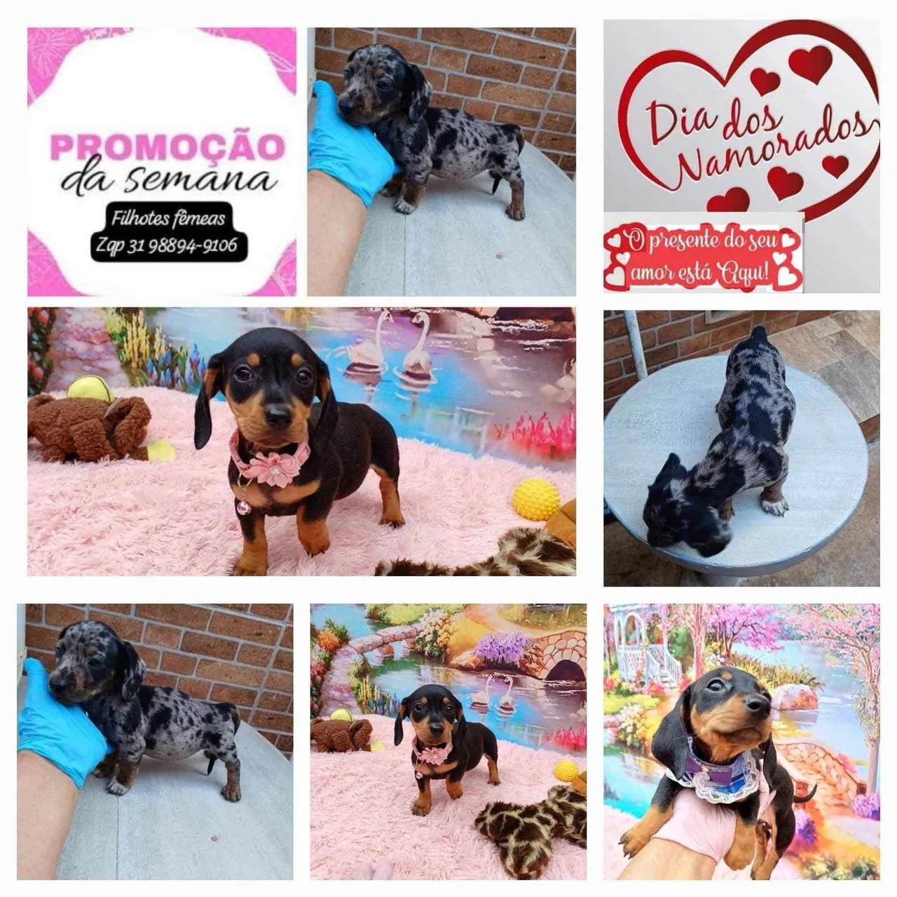 Vendo filhotes Basset Dachshund fêmeas Pelagem e tamanho Diferentes
