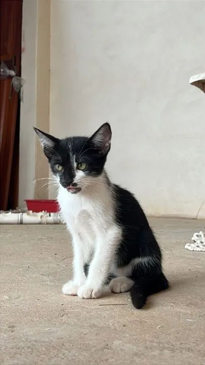 Gatinhos Para Adoção  - Foto 4