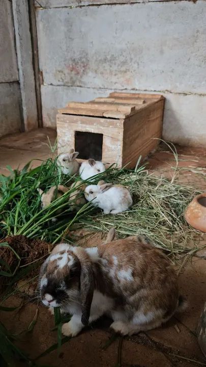 Coelhos mini lop Uruguaio ( os coelhos com orelhas caidas )  - Foto 6