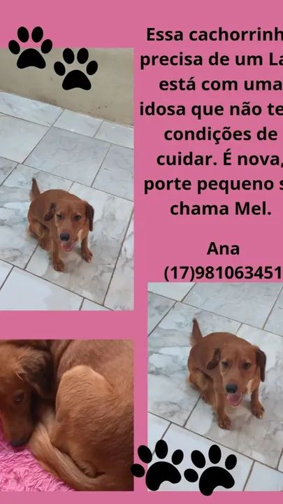 Cachorrinha Mel - Precisa de um lar!